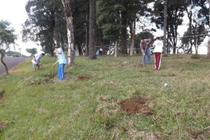 Plantio Árvores Nativas Praça do Capão das Araucárias - divulgação